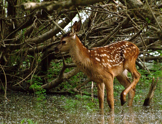PASSIONE PER IL CERVO